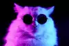 Фиолетовый свет, белый кот в очках #1