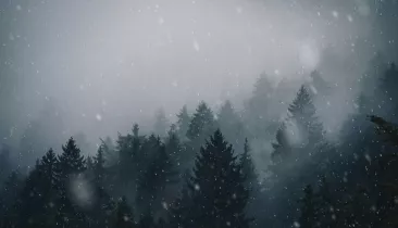 Animated Forest Snow