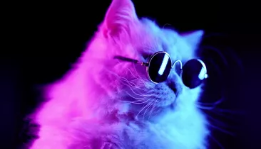 Фиолетовый свет, белый кот в очках